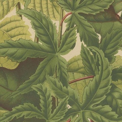 Antique Flower Print of the Acer Palmatum, 1879, close-up 3