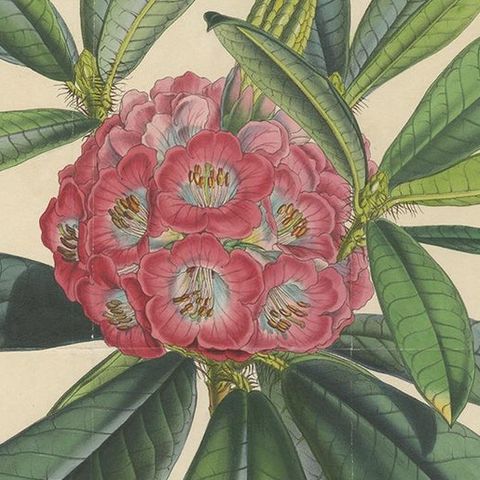 Antique Botany Print of The Rhododendron Barbatum by Van Houtte, 1849, close-up 1