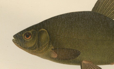 Scandinavian Fish Species: Smelt, Capelin and Tench in Fine Lithograph, 1895, close-up 2
