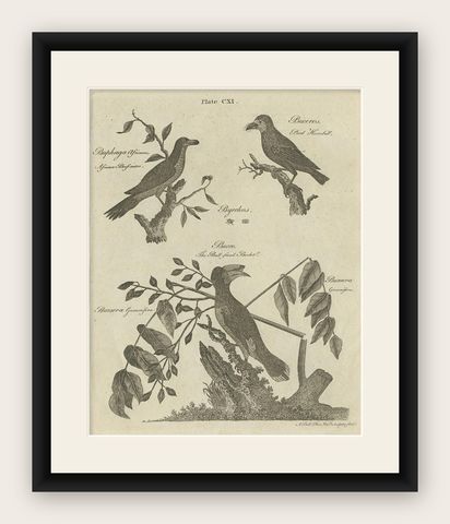 Antique Bird Prints: African Beef-Eater, Pied Hornbill and the Bull-Faced Barbet, shown framed