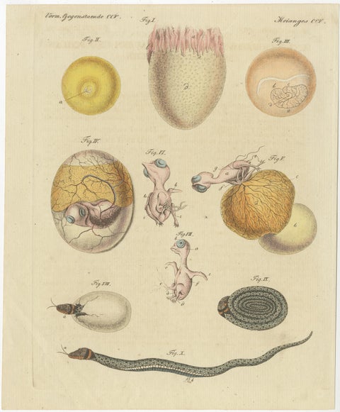 Set of Two Antique Prints of Embryos of a Chicken, Pigeon, Snake, Fish & Others, view 2