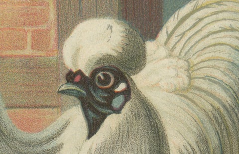 The Enchanting Japanese Silkie Chicken - A Rare 19th Century Poultry Lithograph, close-up 1