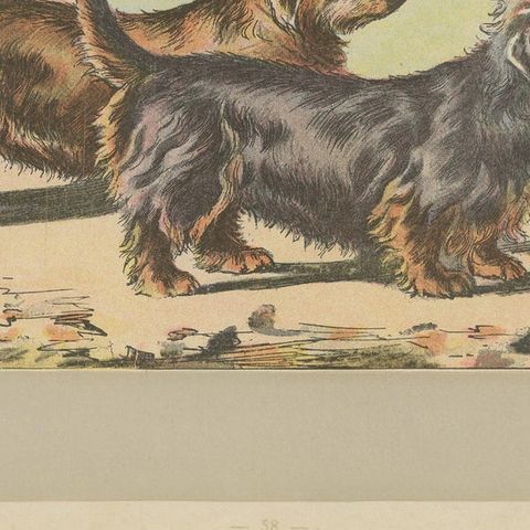 Antique Dog Print of the Dandie Dinmont Terrier, 1907, close-up 2