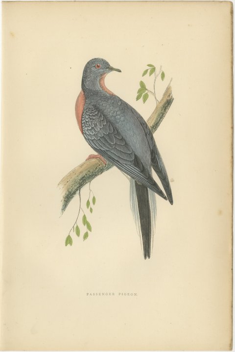 Passenger Pigeon on a Mossy Branch, Hand Colored Bird Print, Morris, 1896, view 2