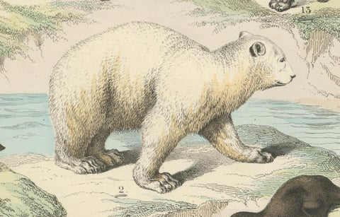 Mammals Print: Bears, Fox, Otter & Skunk, Antique Hand-Coloured 1867, close-up 1