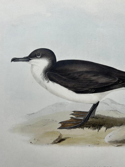 Dusky Shearwater, Antique Bird Lithograph by John Gould, c.1832, view 6