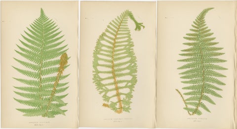 Antique Hand-Colored Fern Prints - Aspidium Filix-Mas Series, Botanical Art 1868, view 5