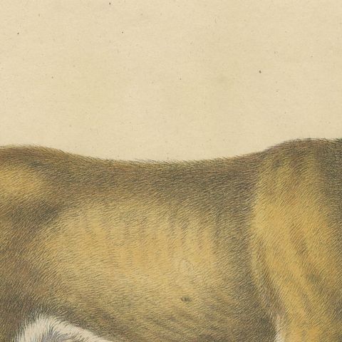 Lioness and Cub, Brodtmann Hand-Colored Natural History Lithograph, 1816, close-up 6