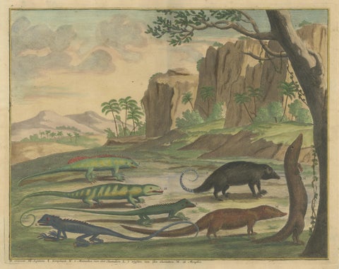 Colored Antique Print of a Cuscus, Lippano and other Animals, view 3
