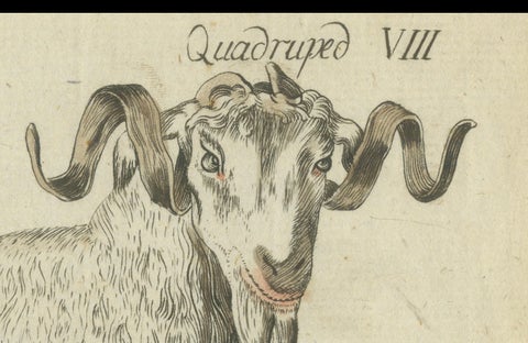 Hand Colored Antique Print of a Goat and Angora Goat, close-up 4