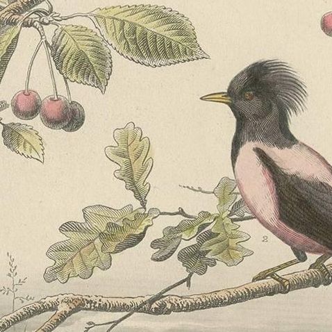 Common Blackbird, Rosy Starling and Albino Blackbird, Antique Bird Print, 1860, close-up 2