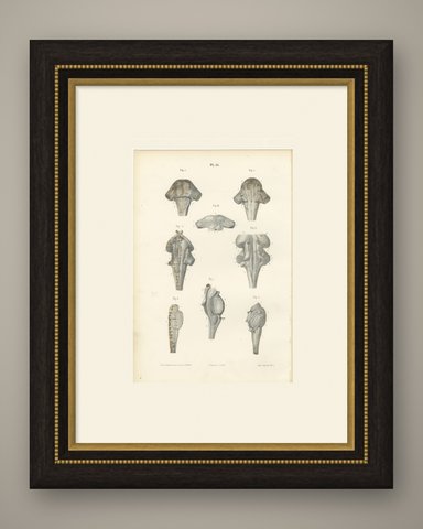 The Brain Stem and Fourth Ventricle, Antique Hirschfeld Anatomy Print, 1866, shown framed