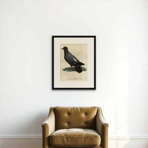 Antique Handcolored Bird Print of a Dove Named Le Colombi-Galline, Male, 1800, shown framed on a wall
