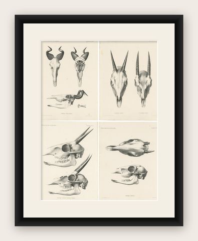 Set of 4 Antique Prints of Antelope Skulls, shown framed