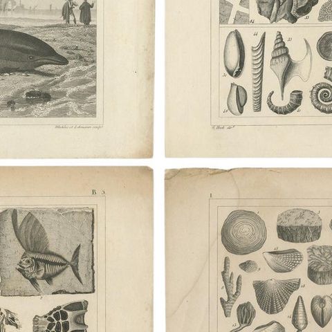 Set of 4 Antique Prints of various Marine Life and Fossils by Heck 'c.1850', close-up 2