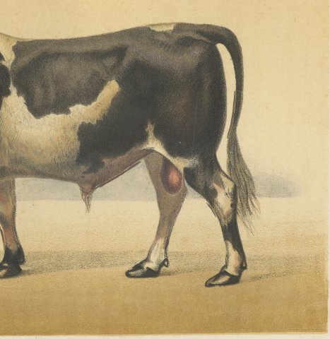Dutch Bull, Black and White Cattle Chromolithograph by Olivier de Penne, 1863, close-up 3