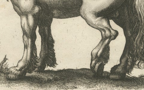 Early Frisian and Hungarian Horse Engraving by Jonstonus & Merian, 1650, close-up 5
