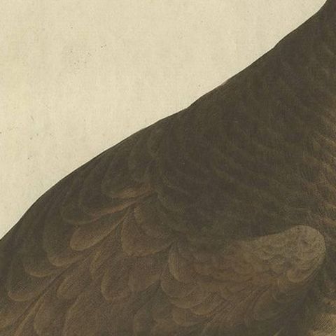 Antique Bird Print, Velvet Scoter Anas Fusca by Nozeman & Sepp, 1770, close-up 1