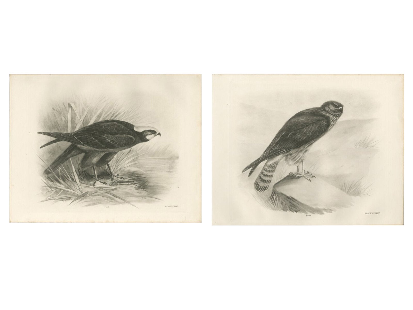 Pair of Marsh and Hen Harrier Bird Prints by Stonham, 1908