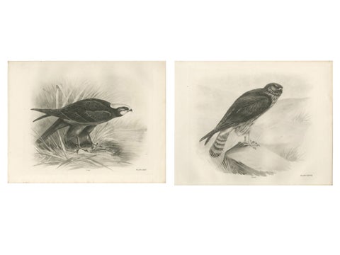 Pair of Marsh and Hen Harrier Bird Prints by Stonham, 1908