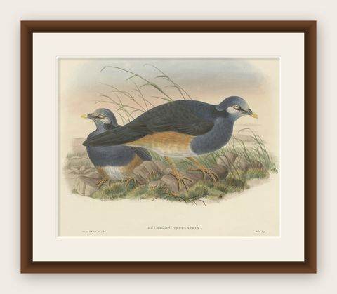 Original Antique Hand-Colored Print of the Papuan Ground-Pigeon Bird, ca.1875, shown framed