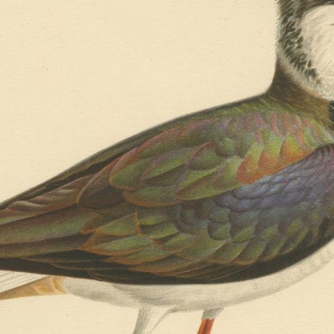 Iridescent Majesty: Vintage Print of The Northern Lapwing by Von Wright, 1929, close-up 4