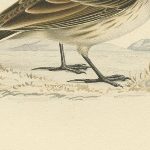 Decorative Old Bird Print of the Common Horned Lark, 1927, close-up 2