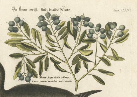 Engraving of the Small Brown and White Duck with Botanical Detail, circa 1770, close-up 3