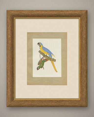 Blue-and-Yellow Macaw and Green Parrot, Brazilian Bird Print, Descourtilz, 1944, shown framed