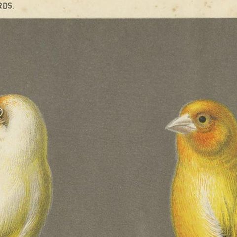 Antique Bird Print of the Gold Finch & Canary Mules, circa 1880, close-up 1