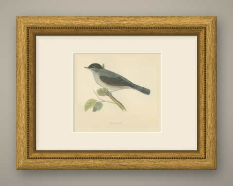Blackcap with Hanging Leaves, Hand Colored Wood Engraving, Morris, 1896, shown framed