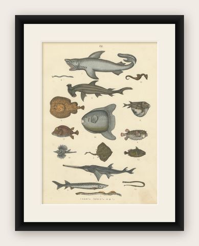 Fishes & Sea Life Print: Shark, Seahorse, Sunfish, Stingray, Antique 1867, shown framed