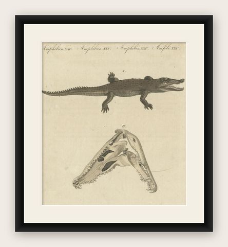 Antique Print of the Santo Domingo Crocodile and a Crocodile Skull, shown framed