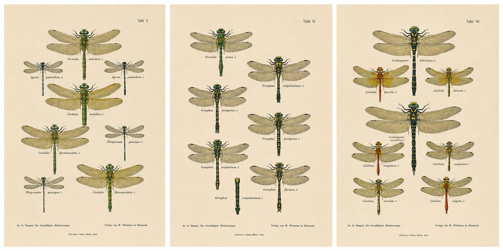 Set of Three Dragonfly & Damselfly Lithographs by Richard Tümpel, 1908