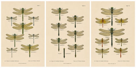 Set of Three Dragonfly & Damselfly Lithographs by Richard Tümpel, 1908