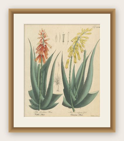 Antique Botanical Print of Aloe Socotrina & Aloe Vulgaris, c.1831, shown framed