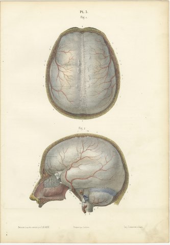The Dura Mater of the Brain, Antique Hirschfeld Anatomy Print, 1866, view 2