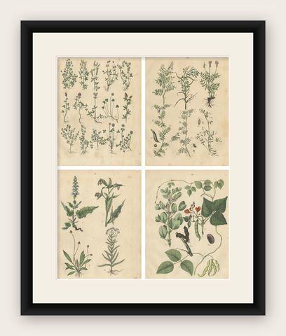 Antique Meadow and Fodder Plants Prints, Botanical Studies, 1852, shown framed
