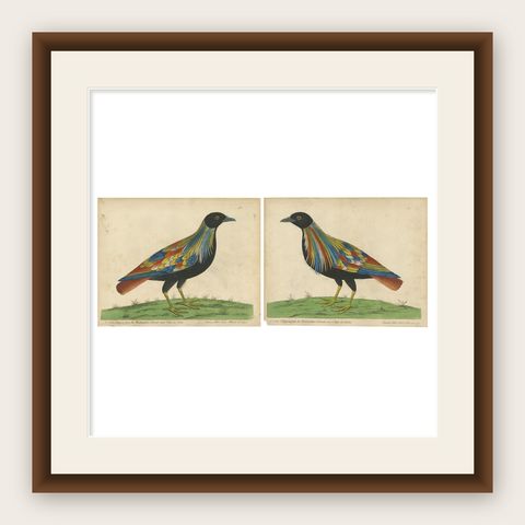 Set of 2 Antique Bird Prints of Pigeons from the region of Pegu, Myanmar, 1740, shown framed