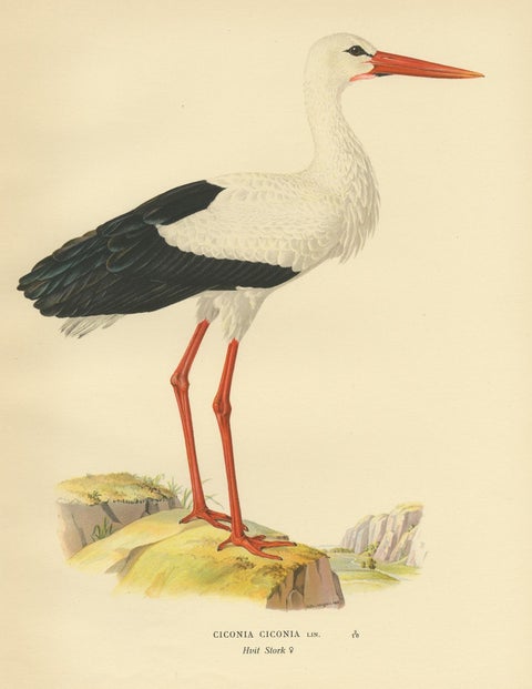 Original Antique Bird Print of the White Stork, '1929', view 2