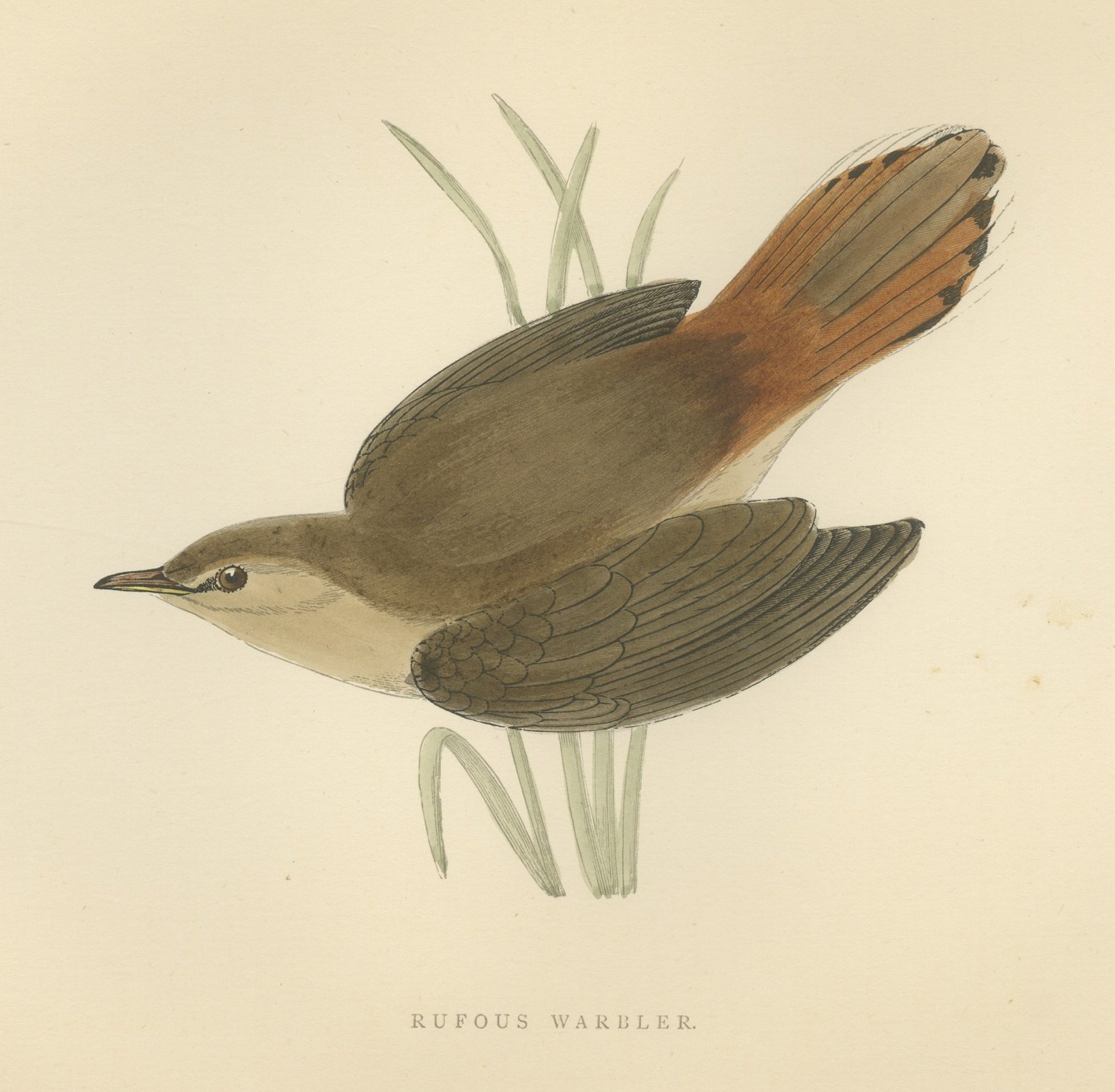 Rufous Warbler or Rufous Bush Robin, Hand Colored Bird Print, Morris, 1896