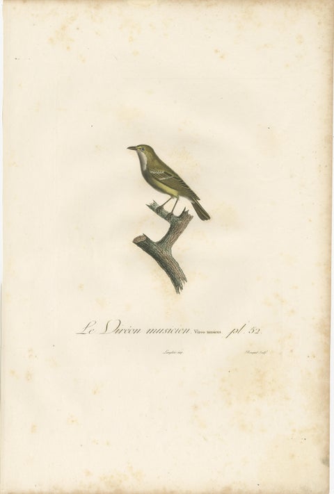 Large Antique Vireo Bird Illustration - 1807 Vieillot Handcolored Print, view 2