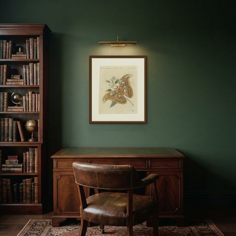 Atlas Moth on a Flowering Branch, Antique Bertuch Print, Vienna, circa 1805, shown framed in a room