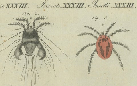 Intricate Arachnids and Insects: Hand-Colored Engraving Published in 1805, close-up 6