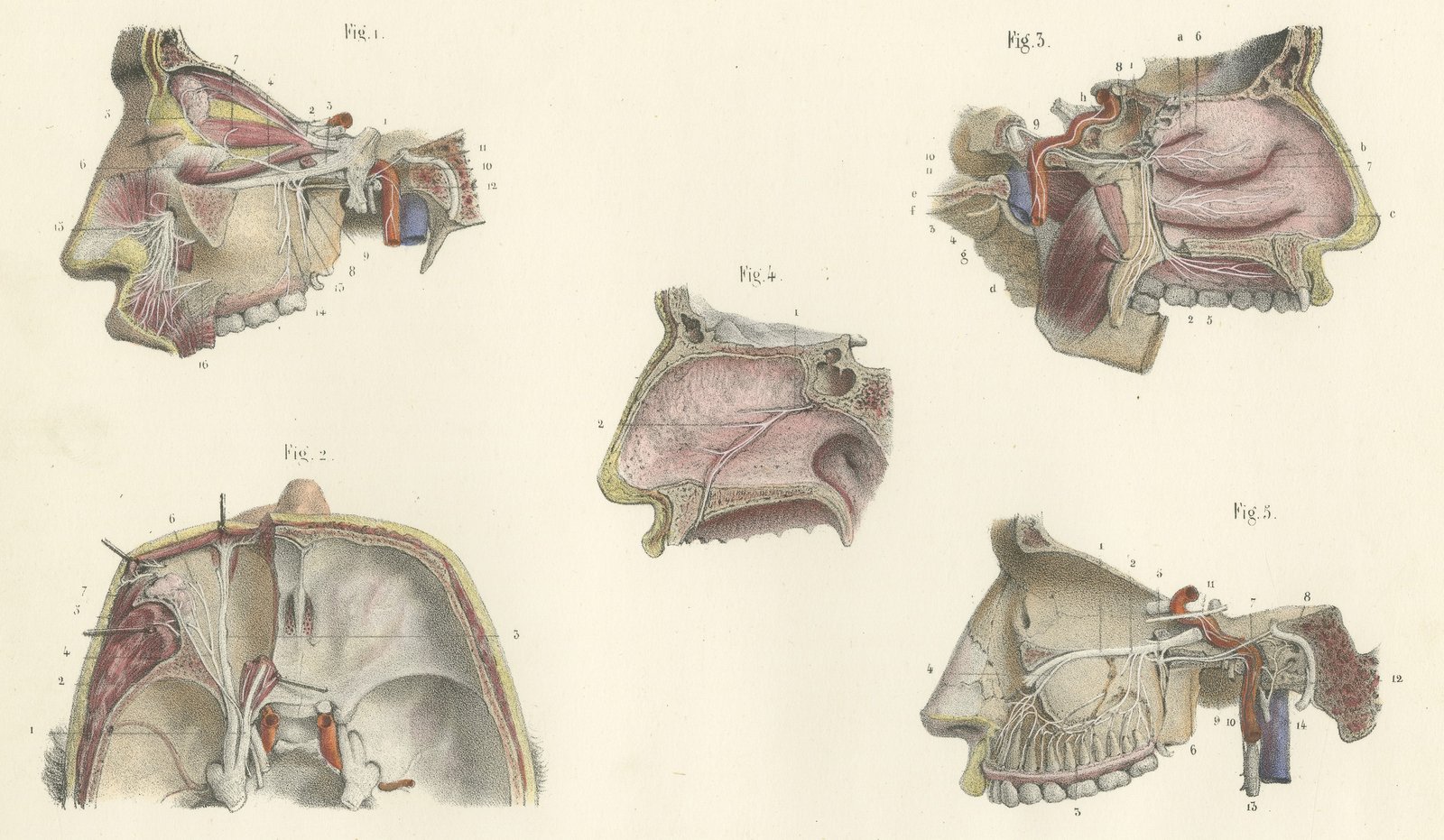 Nerves of the Nose, Palate and Upper Jaw, Antique Hirschfeld Anatomy Print, 1866