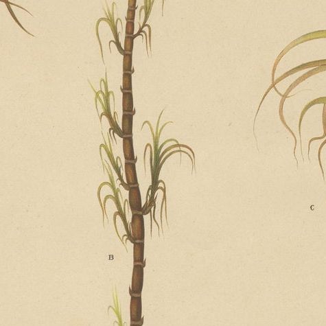 Antique Sugarcane Botanical Chromolithograph, Teboe Cheribon, Java 1892, close-up 6