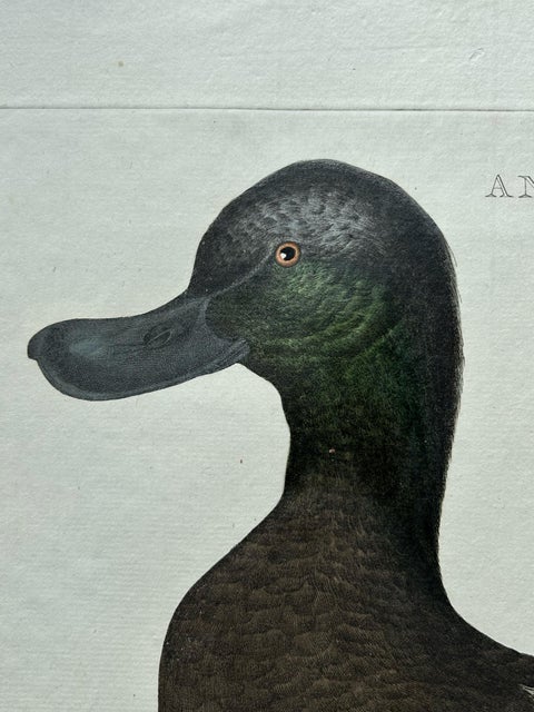 Greater Scaup, Antique Bird Engraving Anas Marila by Nozeman and Sepp, 1770, view 3