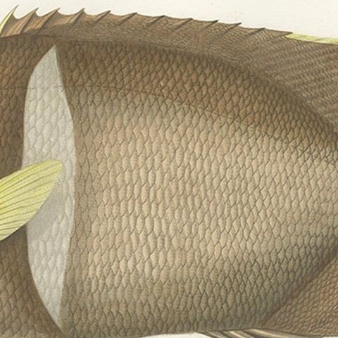 Antique Print of the King Angelfish, Hand-Colored French Lithograph, 1845, close-up 4