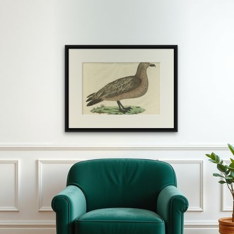 Antique Bird Print of the Great Skua by Sepp & Nozeman, 1829, shown framed on a wall