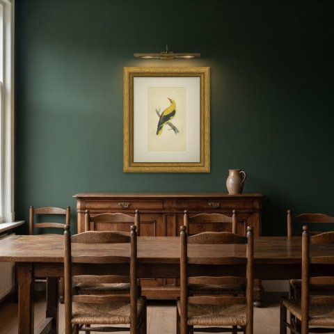 Golden Oriole Looking Upward, Antique Hand Colored Print, Morris, 1896, shown framed in a room